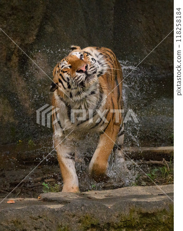 A soaked and shivering Amur tiger A soaked and shivering Amur tiger 118258184