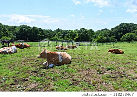 Cows at Minamioka Ranch 118258467