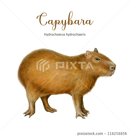 Capybara animal side view painted illustration. Hand drawn vintage style Hydrochoerus hydrochaeris South America native mammal. Cute capybara standing on white background Capybara animal side view painted illustration. Hand drawn vintage style Hydrochoerus hydrochaeris South America native mammal. Cute capybara standing on white background 118258856