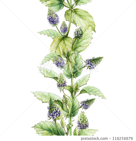 Psoralea corylifolia herb seamless border. Hand drawn vintage style illustration. Organic plant with bakuchiol heathy natural retinol. Psoralea medicinal herb seamless border decor element isolated 118258879