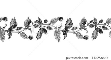 Psoralea corylifolia herb seamless border. Hand drawn vintage style graphic illustration. Medicinal plant with bakuchiol heathy natural retinol. Psoralea herb seamless border decor element isolated Psoralea corylifolia herb seamless border. Hand drawn vintage style graphic illustration. Medicinal plant with bakuchiol heathy natural retinol. Psoralea herb seamless border decor element isolated 118258884