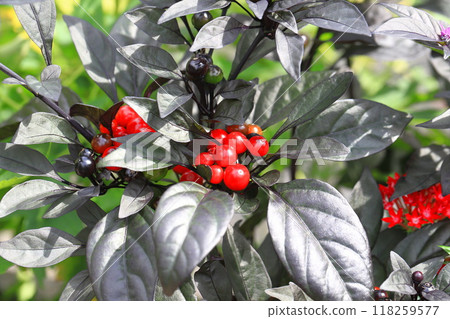 黑珍珠果由黑變紅 黑珍珠果由黑變紅 118259577