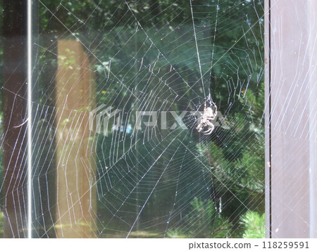 Spiders and spider webs 118259591