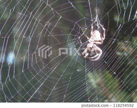 Spiders and spider webs Spiders and spider webs 118259592