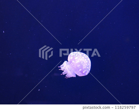 A fluffy swimming octopus jellyfish A fluffy swimming octopus jellyfish 118259797