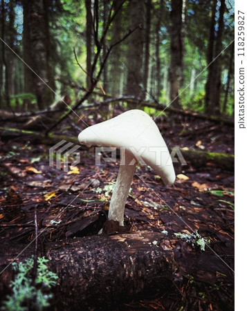 poisoned mushroom called deadly amanita grow in northern forest poisoned mushroom called deadly amanita grow in northern forest 118259827