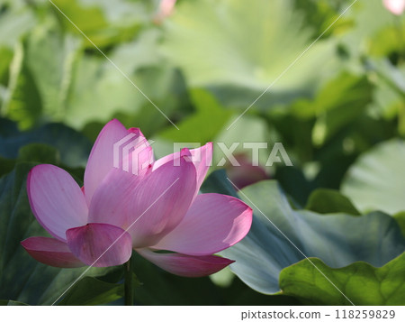 Landscape with lotus flowers Landscape with lotus flowers 118259829