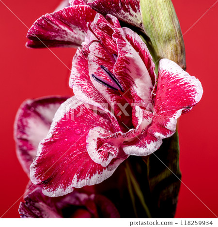 Blooming Gladiolus Jiri Vaclavik on a red background 118259934