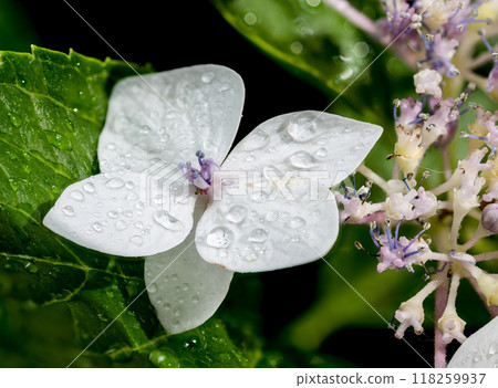 White hydrangea lanarth white on a black background White hydrangea lanarth white on a black background 118259937