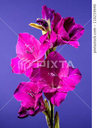 Blooming Gladiolus Red Balance on a blue background 118259940