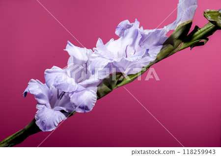 Blooming Gladiolus Blue Frost on a pink background 118259943