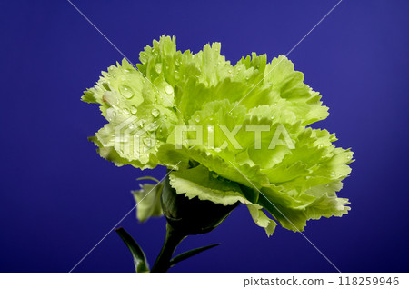 Green carnation oliva on a blue background 118259946