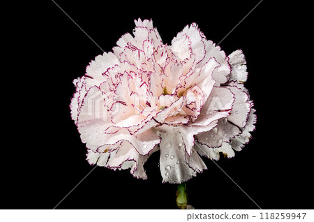 White carnation Pastel Damascus on a black background 118259947