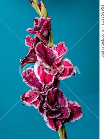 Blooming Gladiolus Jiri Vaclavik on a blue background 118259951