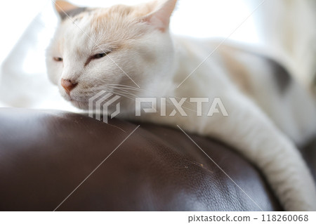Cat relaxing on sofa Cat relaxing on sofa 118260068