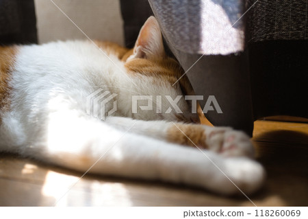 貓小睡 118260069