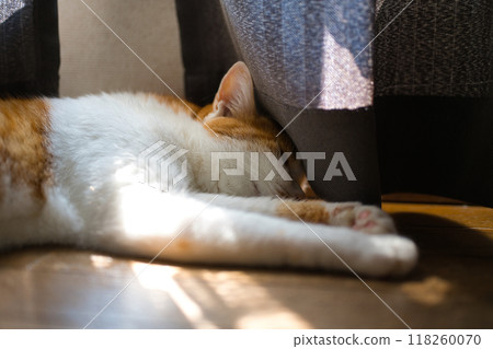 貓小睡 118260070