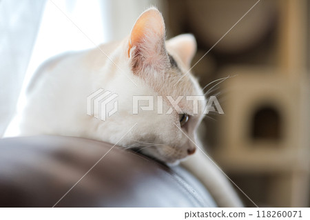 Cat relaxing on sofa Cat relaxing on sofa 118260071