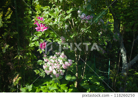 Variegated Deutzia japonica and Clematis. The flower language is "rich and beautiful" and "fickle". 118260250