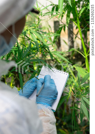 Conducting indepth research focused on Cannabis cultivation within a greenhouse environment 118260285