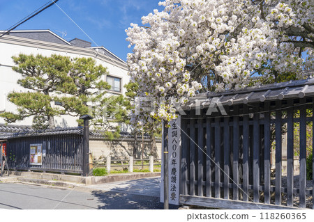 Cherry blossoms in full bloom in front of the temple gate at Myorenji Temple (Myorenji-mae-cho, Kamigyo-ku, Kyoto City) 118260365