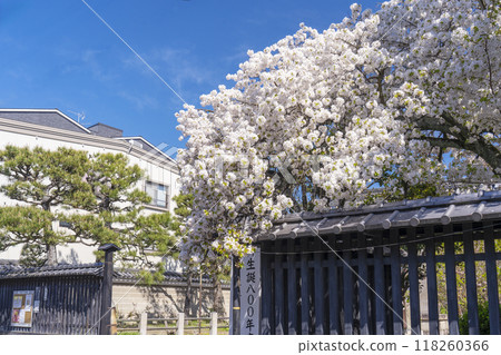 Cherry blossoms in full bloom in front of the temple gate at Myorenji Temple (Myorenji-mae-cho, Kamigyo-ku, Kyoto City) 118260366