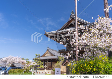 妙蓮寺鐘樓和本堂,櫻花盛開(京都市上京區妙蓮寺前町) 妙蓮寺鐘樓和本堂,櫻花盛開(京都市上京區妙蓮寺前町) 118260368