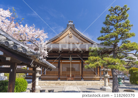 Myorenji Temple, main hall, cherry blossoms in full bloom (Myorenji-mae-cho, Kamigyo-ku, Kyoto City) 118260370