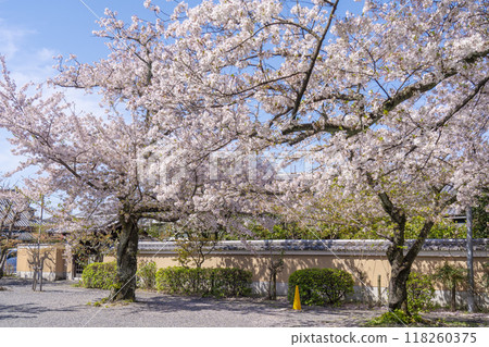 Somei-yoshino cherry blossoms blooming in the grounds of Myorenji Temple (Myorenji-mae-cho, Kamigyo Ward, Kyoto City) 118260375