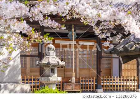 Myorenji Temple, main hall, cherry blossoms in full bloom (Myorenji-mae-cho, Kamigyo-ku, Kyoto City) 118260376