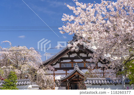 妙蓮寺事務所和櫻花（京都市上京區妙蓮寺前町） 118260377