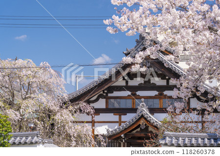 Myorenji Temple Office and Cherry Blossoms (Myorenji-mae-cho, Kamigyo-ku, Kyoto City) 118260378