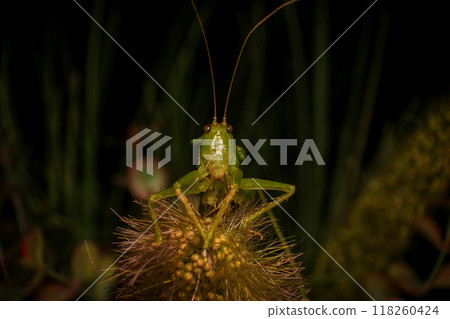 Grasshopper on a green leaf in the nature. macro Grasshopper on a green leaf in the nature. macro 118260424