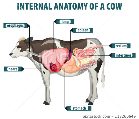 Internal Anatomy of a Cow 118260649