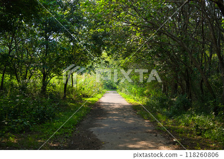 一條安靜的路,周圍綠樹成蔭 一條安靜的路,周圍綠樹成蔭 118260806