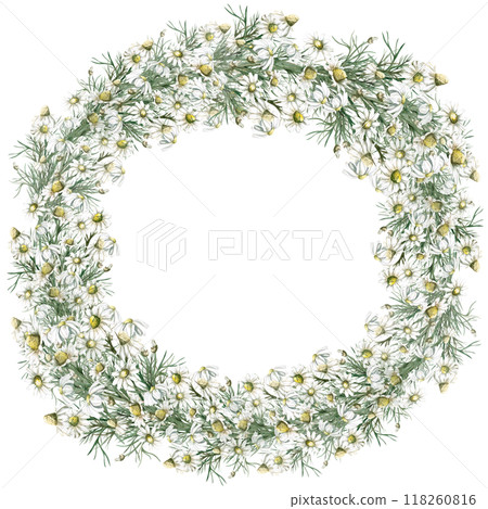 Wreath of bouquets with chamomile. Isolated watercolor illustration for design of herbal infusions, teas, menu of cafes and restaurants. 118260816