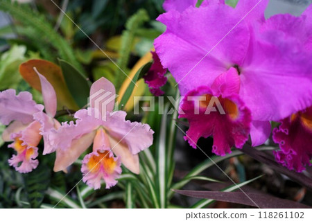 蘭花 花 美麗 118261102