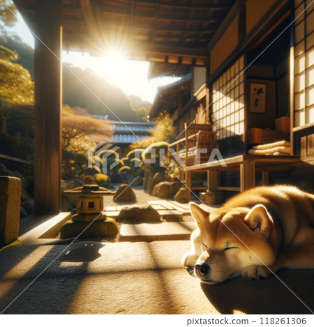 Shiba Inu taking a nap on the veranda 118261306