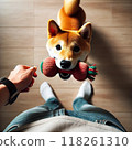 Shiba Inu inviting its owner to play 118261310