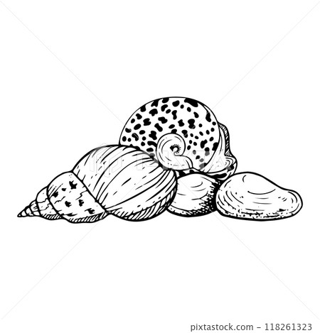 Line spiral seashell and round trochus snail nautilus laying on seabed with stones black and white vector illustration. Tropical ocean mollusk animals from Red Sea or Indonesia for coloring Line spiral seashell and round trochus snail nautilus laying on seabed with stones black and white vector illustration. Tropical ocean mollusk animals from Red Sea or Indonesia for coloring 118261323
