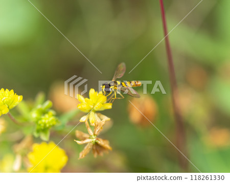 牛草和食蚜蠅 牛草和食蚜蠅 118261330
