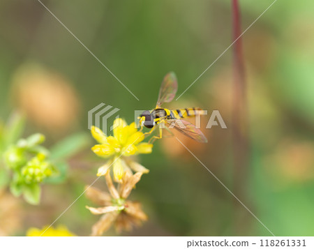 牛草和食蚜蠅 牛草和食蚜蠅 118261331
