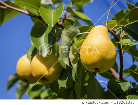 Pears on the tree Pears on the tree 118261355