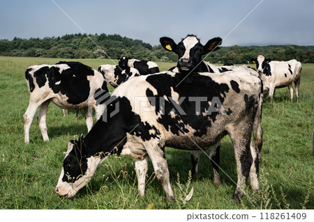 草原上的牛 草原上的牛 118261409
