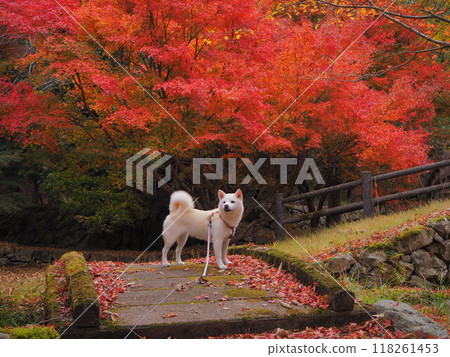 A walk through autumn leaves with a white dog 118261453