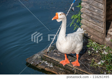 Geese Lake Biwa Otsu Port 118261495