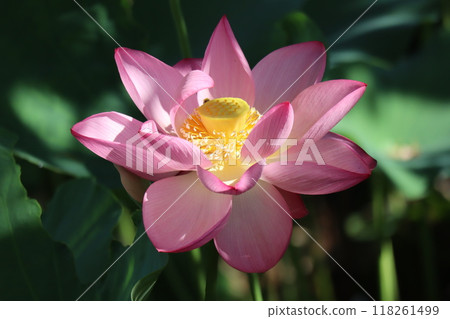 Close-up view of a lotus flower with pink petals in sunlight Close-up view of a lotus flower with pink petals in sunlight 118261499