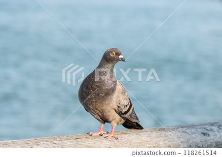 Pigeons 118261514