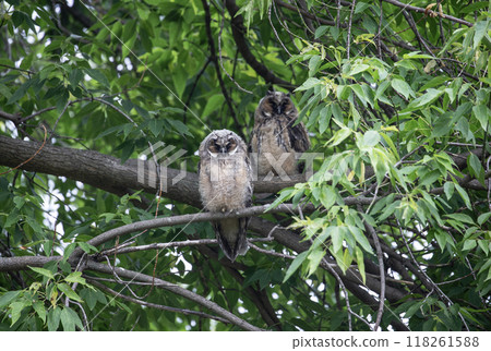 森林裡的尖叫貓頭鷹 森林裡的尖叫貓頭鷹 118261588