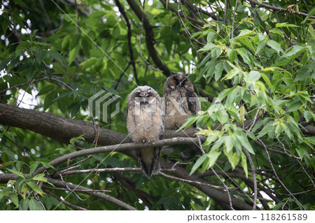 森林裡的尖叫貓頭鷹 森林裡的尖叫貓頭鷹 118261589